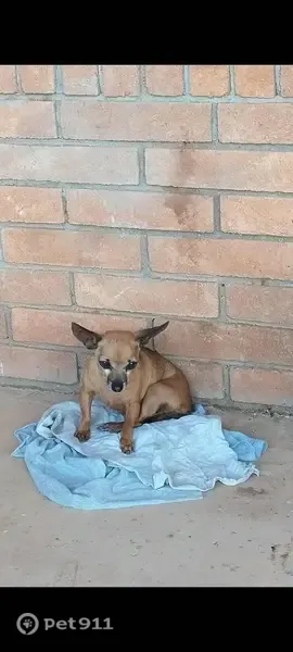 Perro perdido, Privada Turquesas, Chihuahua — hembra café de 17 años - photo