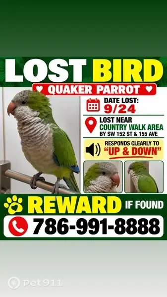 Lost bird, Southwest 152nd Terrace, 15531, Miami — says “Up/Down” - photo