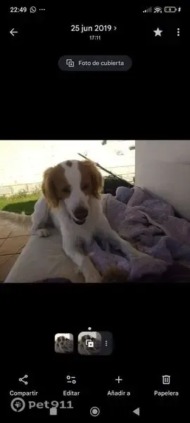 Perro perdido, Chiclana de la Frontera — perro muy mayor con epilepsia - photo
