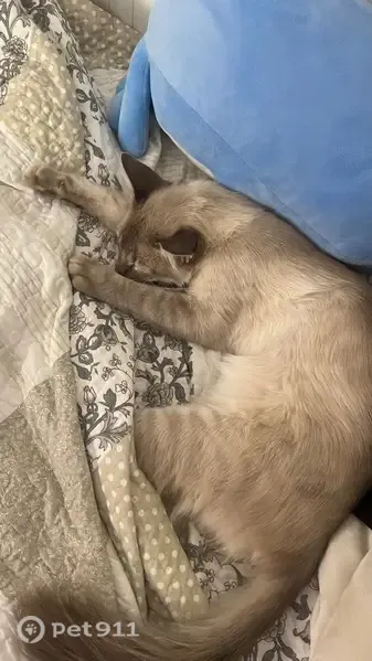 Gato perdido macho, Carretera Sevilla Utrera, 2, Dos Hermanas — ojos azul intenso - photo