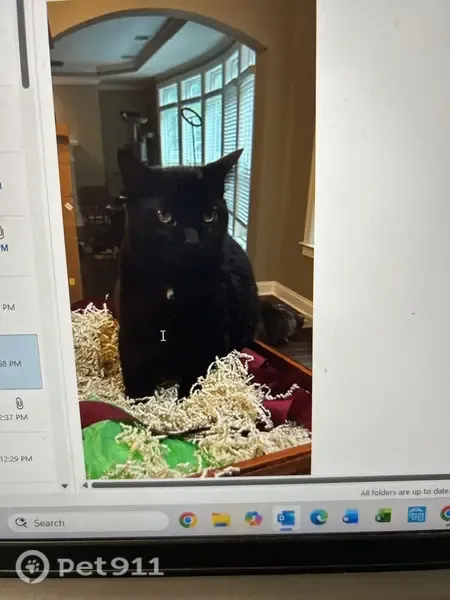 Lost Cat, Cypress Loop, 121, Bloomingdale, Pooler — black male cat with a small white spot on his chest - photo