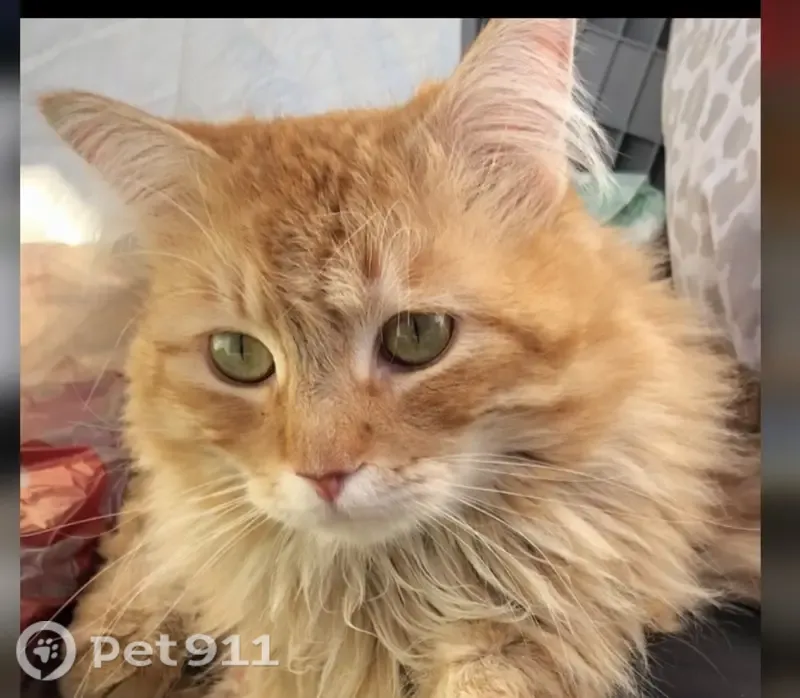 Lost male cat, East Charleston Boulevard, 7010, Las Vegas — orange tabby with a bent tail tip - photo