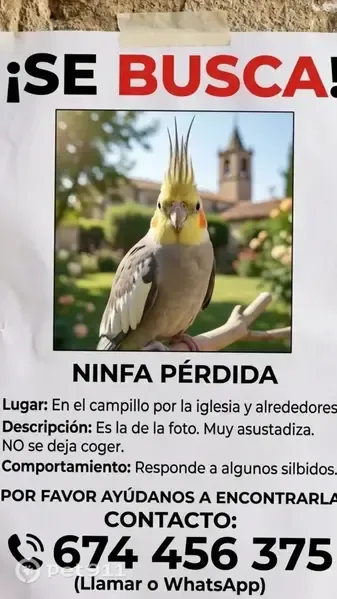 Ave perdida, Calle Constitución, 50, El Campillo, Huelva — ninfa pequeña y asustadiza - photo