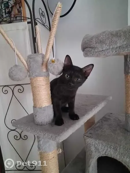 Gato perdido, Carrer de Maria Verger, 2, Les Fonts, Rubi — gatito negro de 3 meses - photo