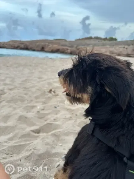 Perro perdido, 20, l'Ametlla de Mar, Tortosa — macho, mezcla de yorkshire - photo