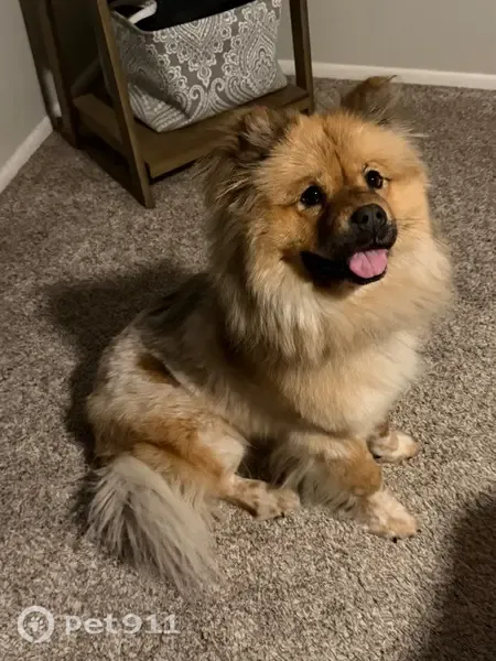Lost dog, South Dobson Villas, Mesa — 35-lb chow mix - photo