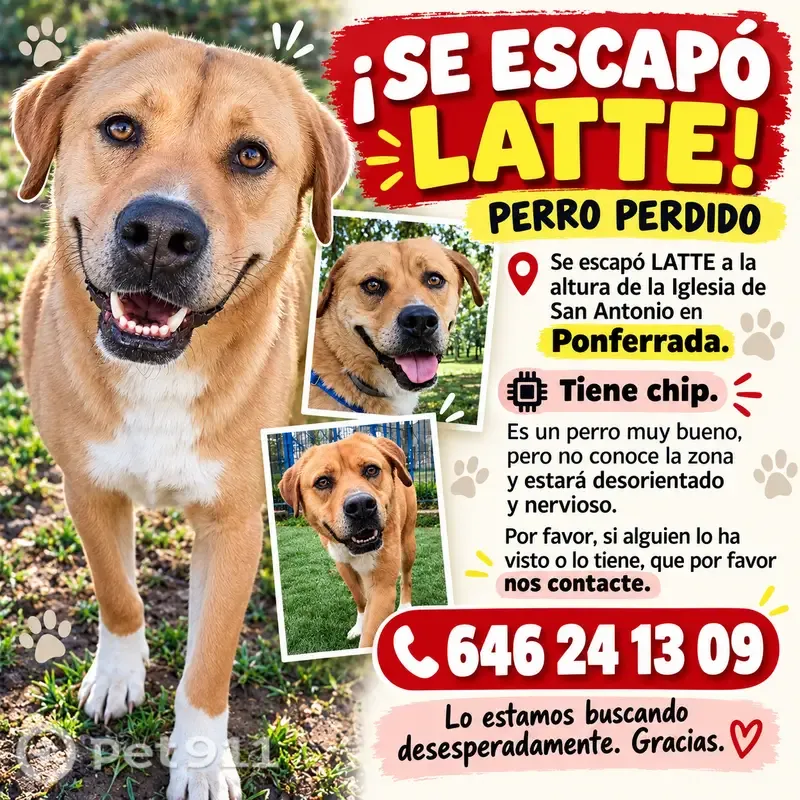 Perro perdido, Calle San Fructuoso, 1, Ponferrada, Latina — grande, marrón y con pecho blanco - photo