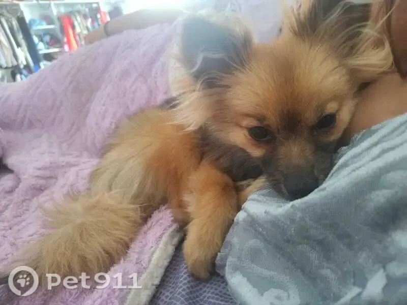 Perro perdido, Montes Balcanes, 22, Heroica Puebla de Zaragoza, Puebla — hembra Pomerania - photo