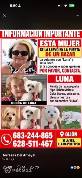 Perdido perro, hembra, El Natahoyo, Gijón, Asturias, España, Gijon — robado en un bazar - photo