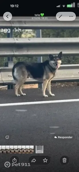Perro perdido, Avinguda al Vedat, 135, Torrent — desorientado y asustado - photo