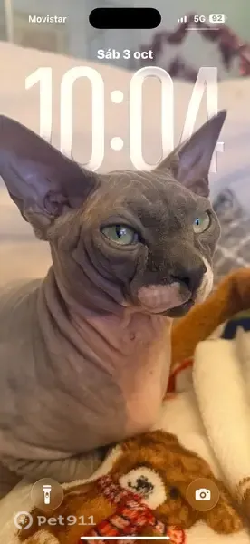 Gato perdido, Avenida de la Laguna, 105, Chipiona, Sanlucar de Barrameda — esfinge gris sin pelo, responde a Nilo - photo