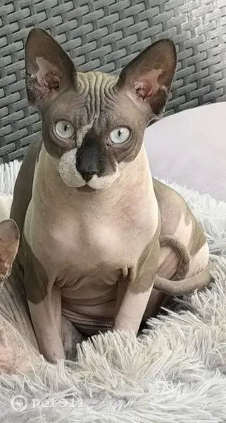 Gato perdido macho, Calle Foro de Ermua, 86, La Rinconada, Sevilla — muy cariñoso - photo