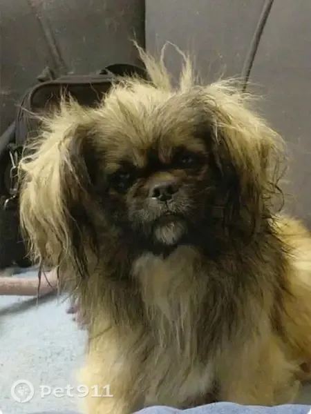 Found dog, Zeerust, North West, Cape Town — eats cooked chicken and rice only - photo