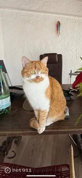 Gato perdido, Calle del Carmen, 5, City Center — asustada y escondida en tejados - photo