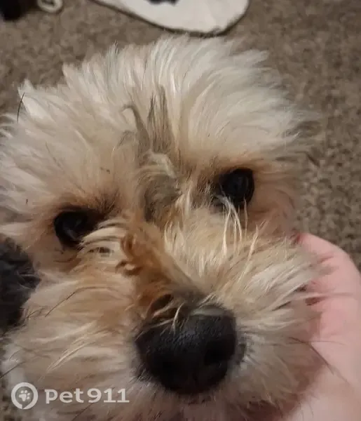 Lost dog, Larcus Avenue, 2012, Bakersfield — friendly male Yorkie mix - photo
