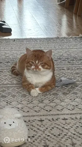 Lost cat, Coplaw Street, 82, Glasgow — friendly male ginger and white cat - photo