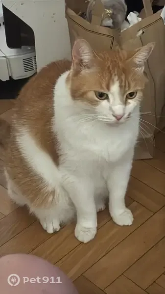 Gato perdido, Calle de Luis Mitjans, 50B, Madrid, Puente de Vallecas — pelirrojo, posiblemente herido - photo