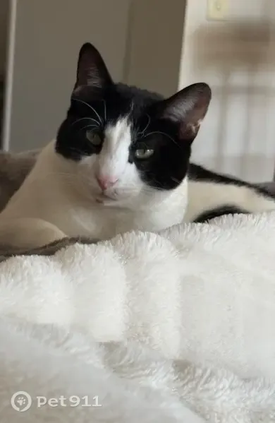 Lost cat, male, West Country Club Road, 1955, Claremore, Owasso — black and white with a black chin spot - photo