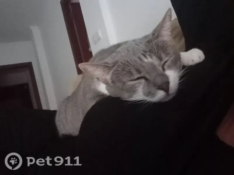 Gato perdido, Calle Río Tajo, 6, Huelva — hembra con barbilla blanca y mancha gris y marrón - photo