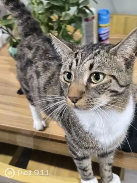 Lost cat, East Dameron Avenue, Liberty, Asheboro — three-year-old tabby with a white chest - photo
