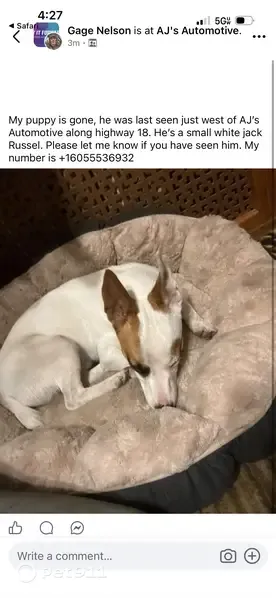 Lost male dog, U.S. 18, 47872, Canton — energetic Jack Russell - photo