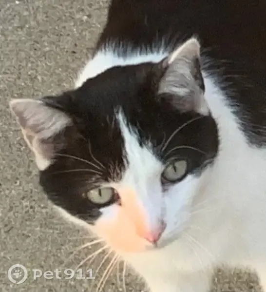 Lost cat, North Main Street, Williamsburg — male, three-legged tuxedo cat - photo