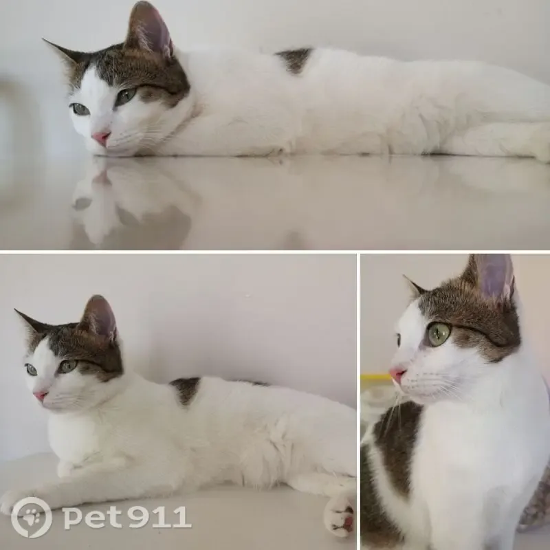 Lost female cat, Bramley Road, 65, Ealing — short half tail - photo