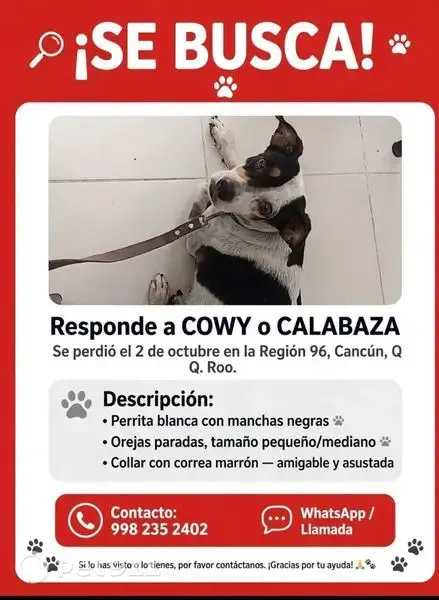 Perdido perro hembra, Calle 16, 1426, Cancún, Cancun — blanca con manchas negras - photo