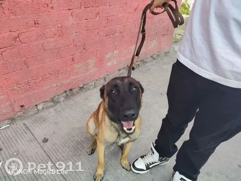 Perro perdido, Calle San Ignacio, 76, Mexico City — pastor belga malinois de cara negra - photo
