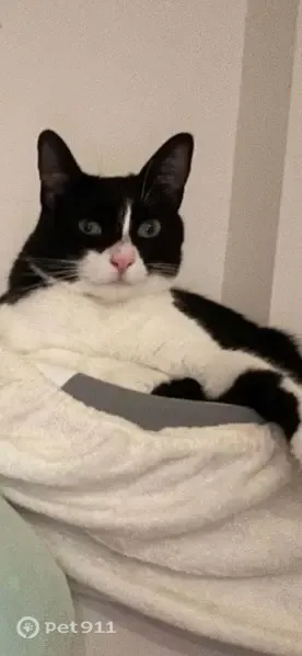 Gato perdido, Carrer del Torrent dels Murris, La Garriga, Barcelona — hembra negra con blanco - photo