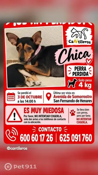 Perro perdido, Polígono UZP0202 Los Cerros, 367, San Fernando de Henares — hembra asustadiza - photo