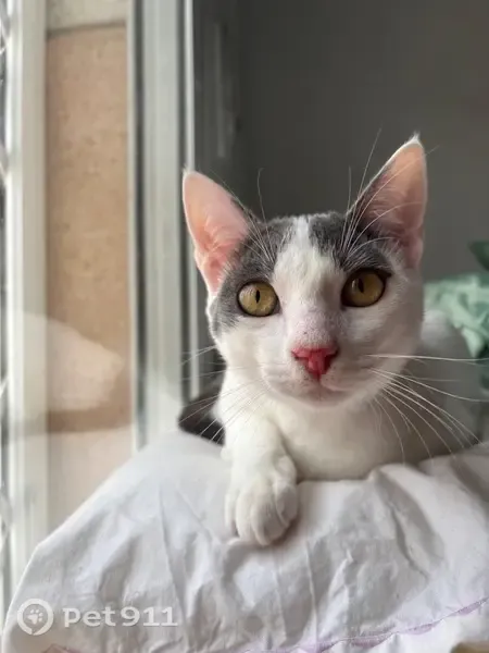 Gato perdido, Calle Río Segre, 8, Torre-Pacheco, Murcia — cola gris y pata izquierda gris - photo