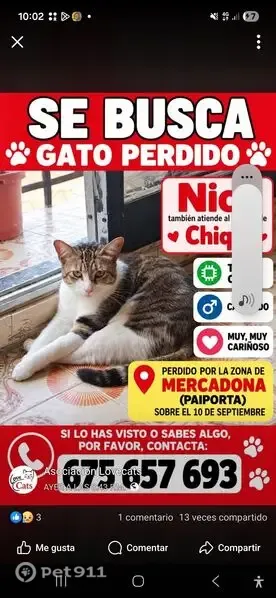 Gato perdido, Carrer Doctor Marañón, 28, Paiporta, Pozuelo de Alarcon — responde a Chiqui y Nico - photo