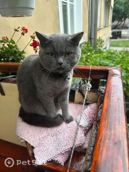 Зникла кішка, дівчинка, вулиця Івана Севери, 7, Львів — сіра - photo
