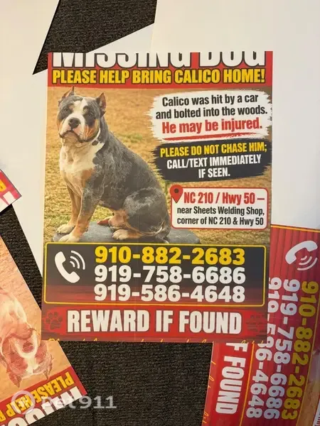 Lost male dog, NC 210, McGee Crossroads, Angier — merle coat and cropped ears - photo
