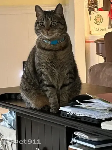 Lost cat, Houston Ridge Road, 8521, Charlotte, Hickory Hills — male tabby with green eyes - photo