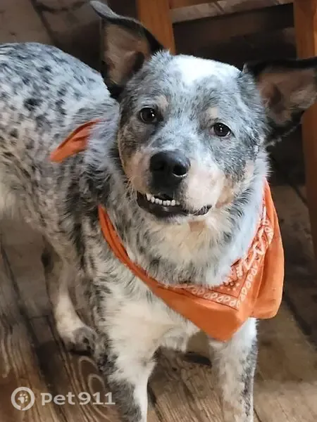 Lost male dog, Wildlife Drive, Newtown — blue heeler with orange collar - photo