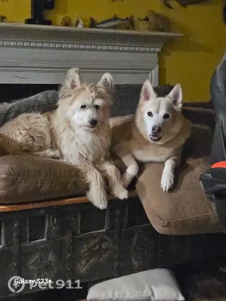 Lost dog, Woodbridge Drive, 806, Newport News — medium-sized, lean male - photo