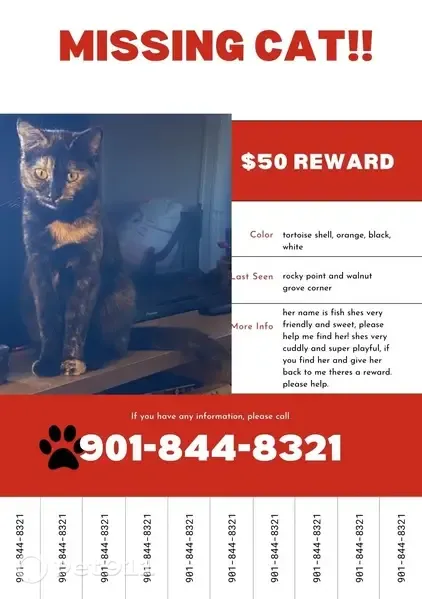 Lost female cat, Rocky Point Road, 144, Cordova, Memphis — orange, brown and black coat - photo