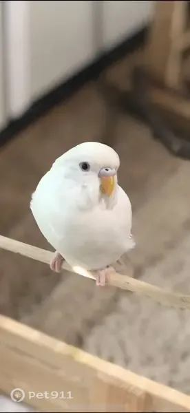 Lost bird, Leonard, Texas — female white parakeet escaped through the door - photo