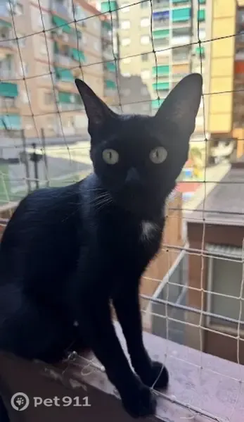 Gato perdido macho, Carrer de l'Alcalde de Móstoles, 8, Barcelona, el Baix Guinardo — negro con mancha blanca en el pecho - photo
