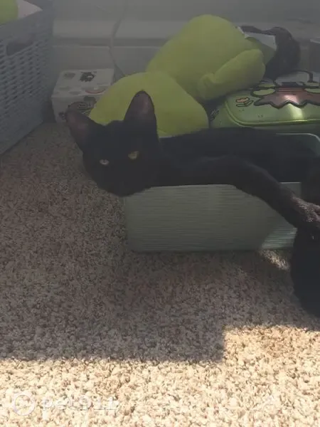 Lost cat, female, Swarr Run Road, 2014, Lancaster, Ashburn — all-black coat - photo
