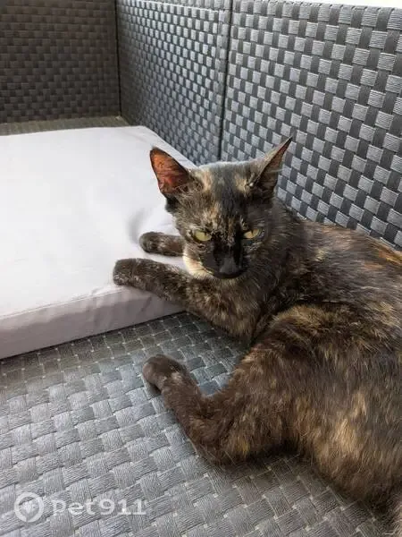 Gato perdido, hembra, Calle Covadonga, Fuengirola — pequeña, delgada y de ojos amarillos - photo