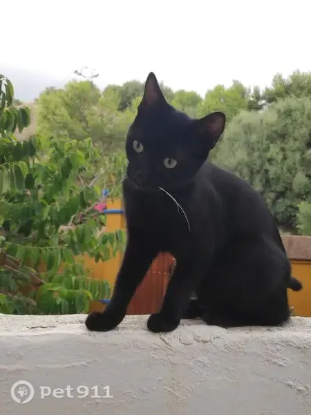Gato encontrado, Calle Topacio, 13, Benalmádena, Benalmadena — limpio y de poca edad - photo