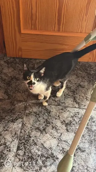 Gato perdido, hembra, Calle Pintor el Greco, Ibi — pequeña y negra con blanco - photo
