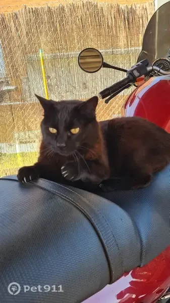 Gato perdido, hembra, Calle Gredos, 2, Moraleja de Enmedio, Fuenlabrada — responde a Trini - photo