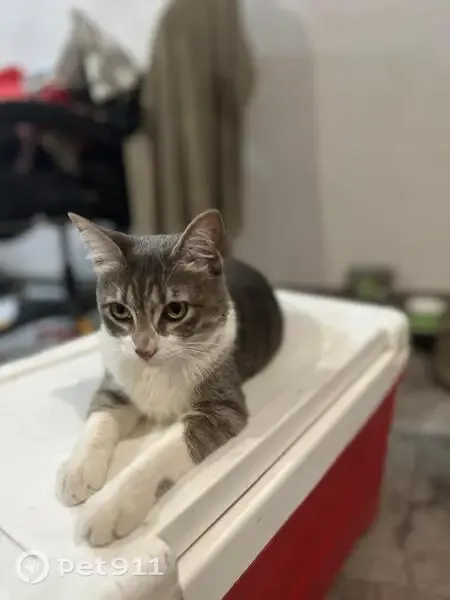 Gato perdido, hembra, San Santiago, 1309, San Nicolás de los Garza, Ciudad Apodaca — collar verde y ojos amarillos - photo