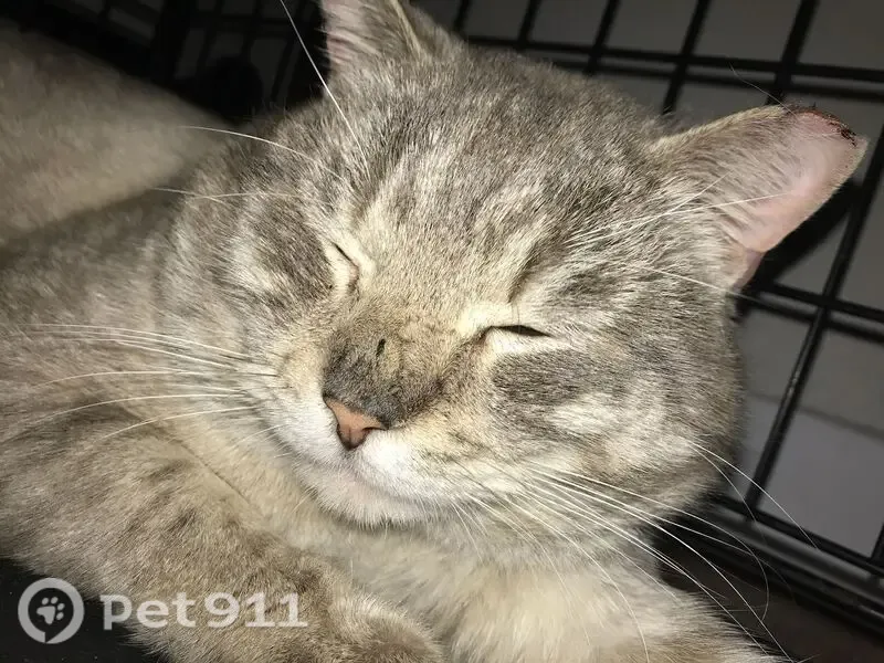 Lost cat, South Hawthorne Street, 844, Tacoma — male Siamese mix with blue eyes - photo