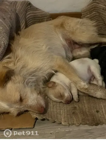 Perro perdido, hembra, Calle de Penélope, 4, Coín, Alhaurin el Grande — tamaño mediano - photo