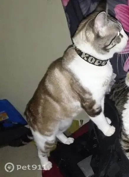 Lost male cat, West Palouse River Drive, 600, Moscow — skittish and hard of hearing - photo